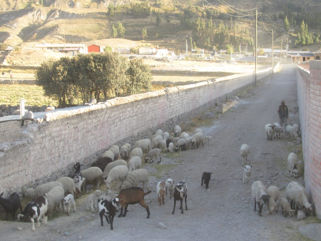ペルーの羊
